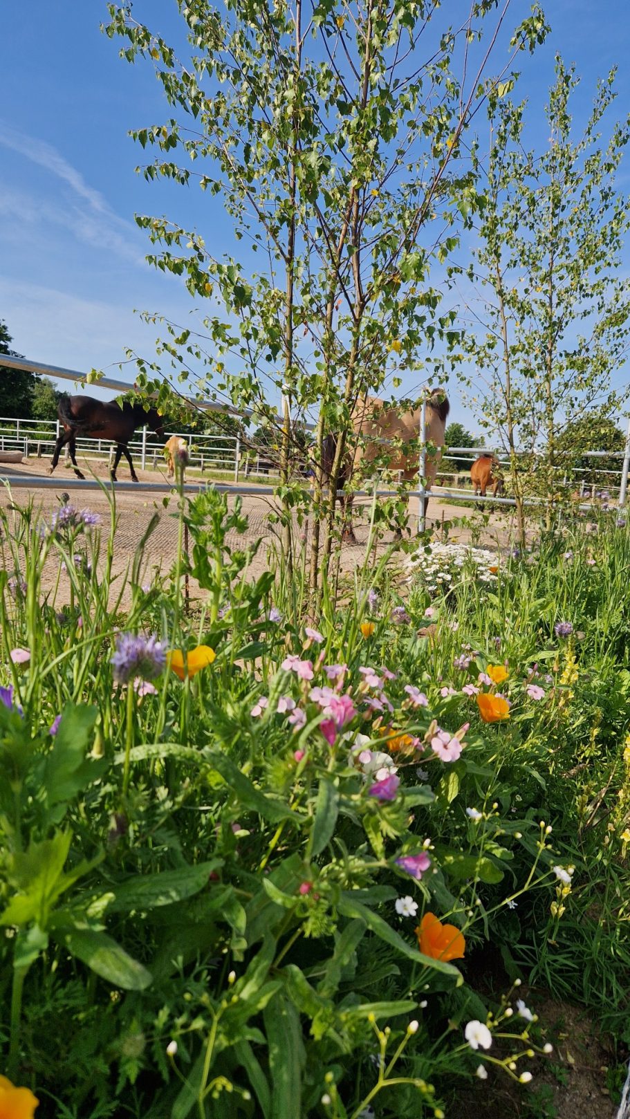 Frühling im Aktivstall